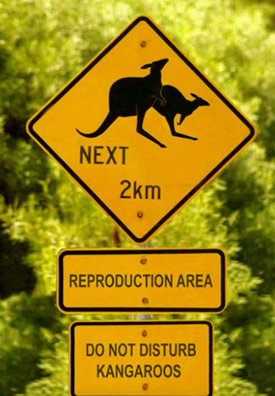 australia funny - Next 2km Reproduction Area Do Not Disturb Kangaroos